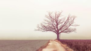 old leafless tree